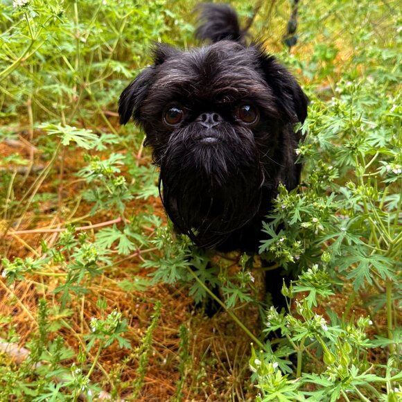 Meet your Posher, Emma - Picture 7 of 7